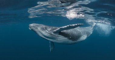 Pandemic "silence" has revealed the mesmerizing sounds of our oceans, usually masked by the noise of passing tankers and ships. (iStock Photo)