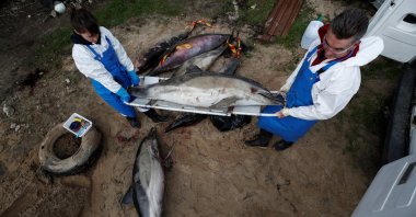 Experts at the Observatoire Pelagis conducting scientific autopsies at municipal technical services in Barbatre on Noirmoutier Island carry a dolphin that was found dead on a beach, France, Feb. 11, 2020. (Reuters Photo)
