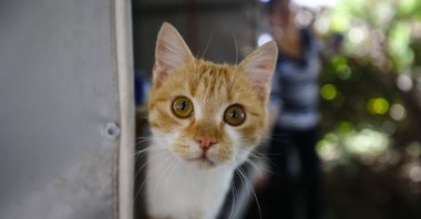 Cat peaks head out of a "cat house." (AA Photo)