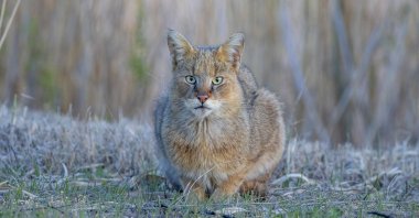 When Emin Yoğurtçuoğlu looked out into the field, he found these two green eyes staring back at him. (AA Photo)