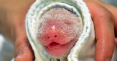 The newborn female baby panda at the Taipei Zoo, born after five hours of labor, in Tapei, Taiwan, June 28, 2020. (AFP Photo / Taipei Zoo)