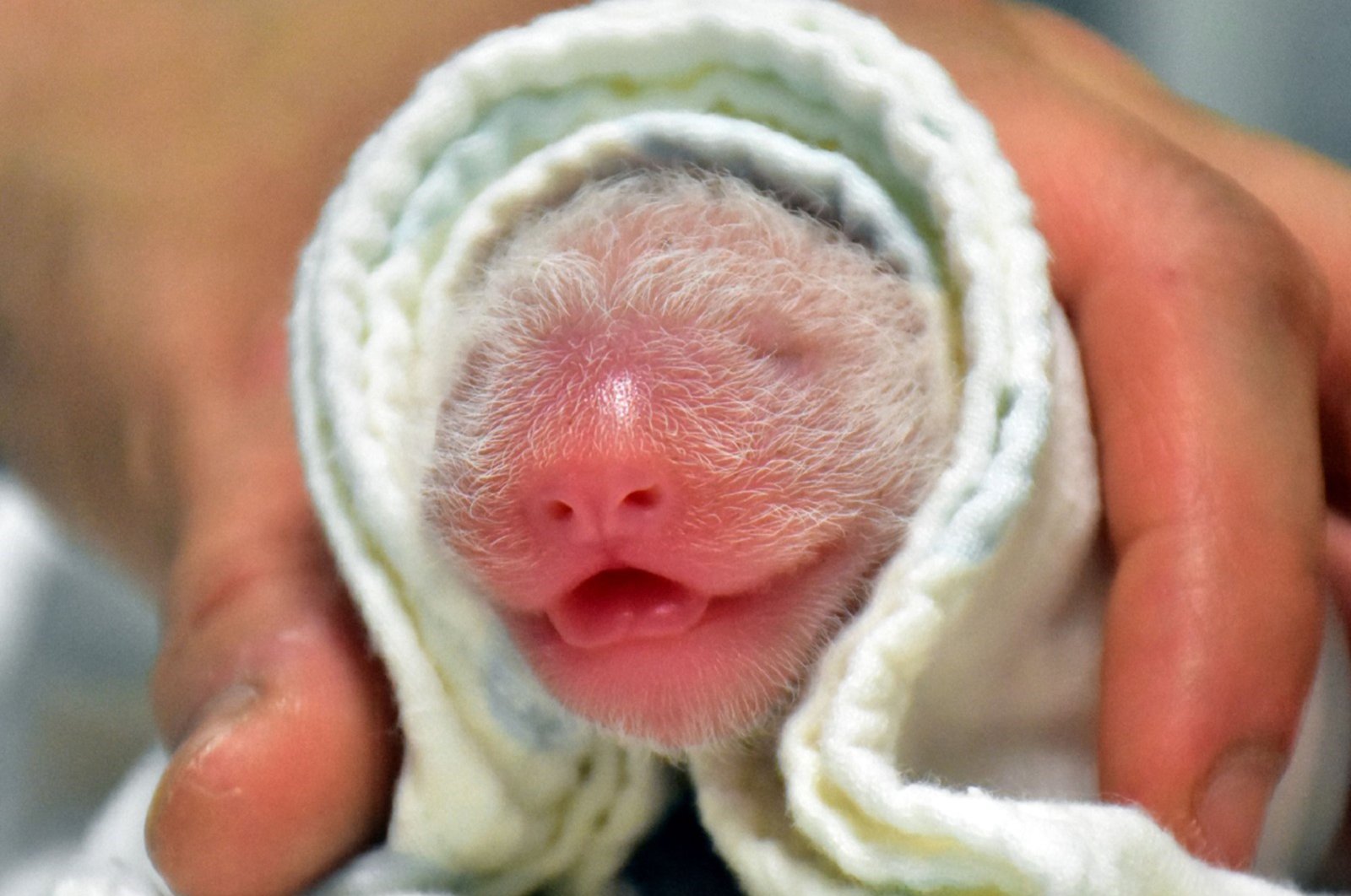 The newborn female baby panda at the Taipei Zoo, born after five hours of labor, in Tapei, Taiwan, June 28, 2020. (AFP Photo / Taipei Zoo)