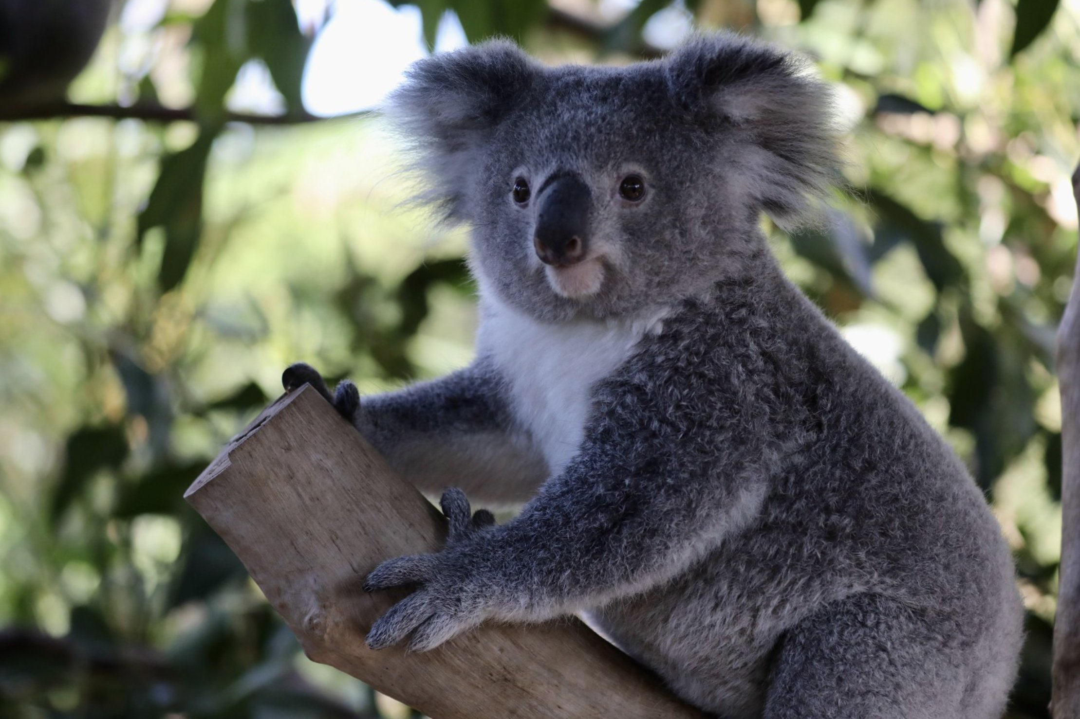 Koalas may extinct in Australia's New South Wales by 2050