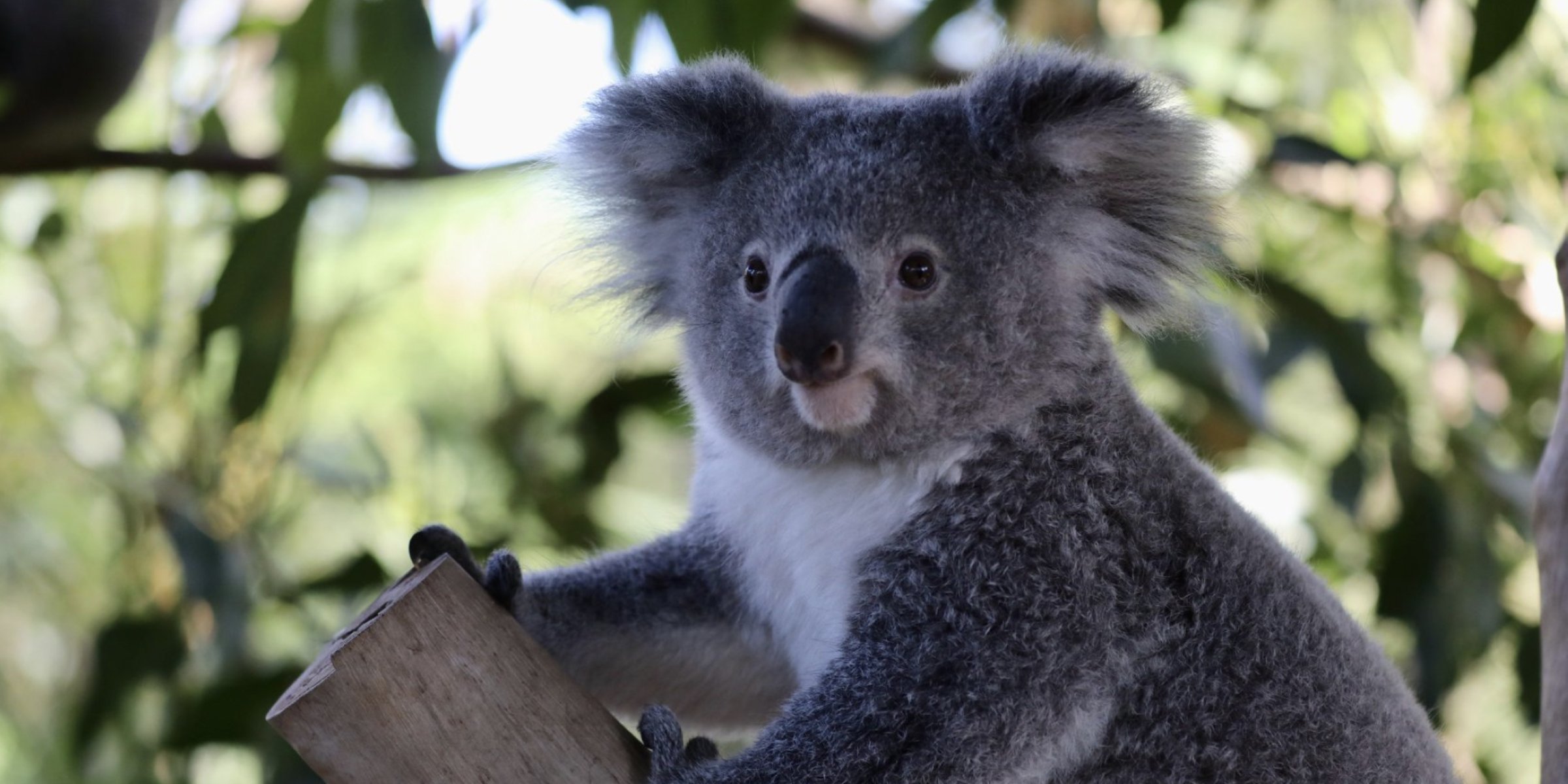 Koalas may become extinct in Australia's New South Wales by 2050