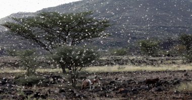 Goats walk as a locust swarm fly near the town of Lodwar, Turkana county, northwestern Kenya, June 28, 2020. (REUTERS Photo)