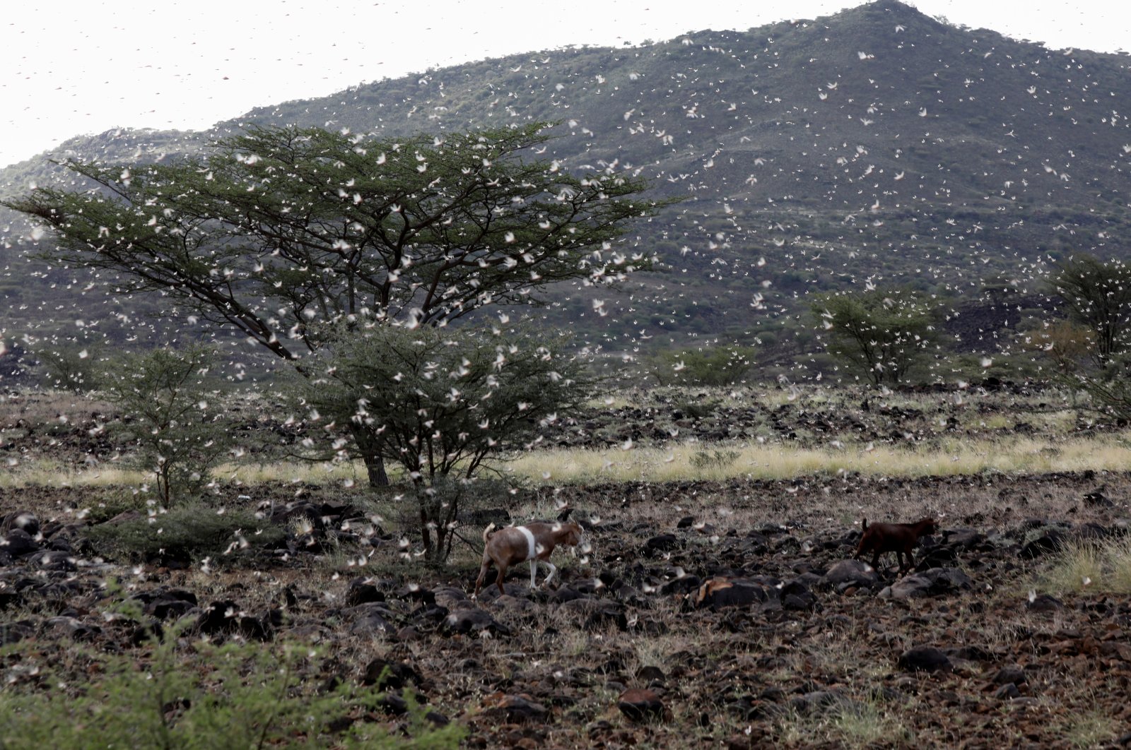 Goats walk as a locust swarm fly near the town of Lodwar, Turkana county, northwestern Kenya, June 28, 2020. (REUTERS Photo)
