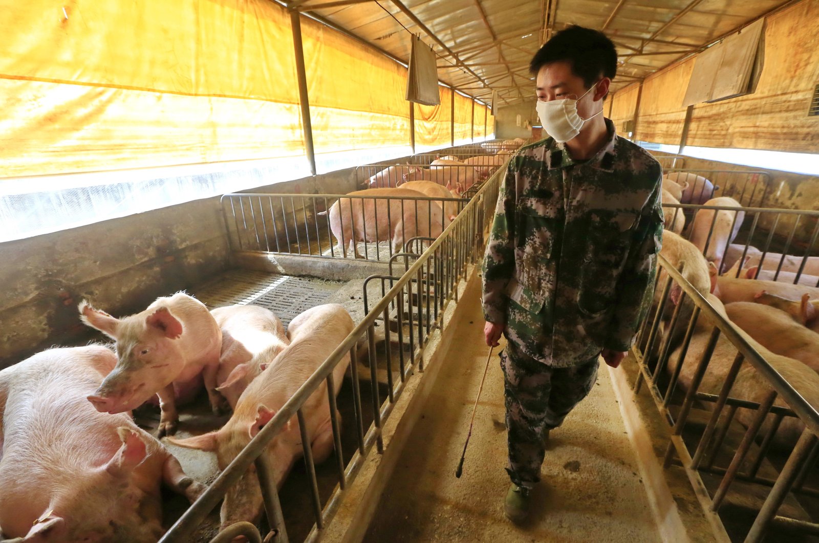 A masked worker checks the pigs in a hog pen in Suining, Sichuan province, China, February 21, 2020. (EPA Photo)