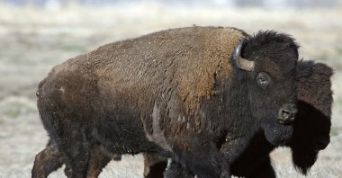 A pair of American bison head to their new home on the Rocky Mountain Arsenal National Wildlife Refuge in the northeast Denver suburb of Commerce City, Colorado, U.S., March 17, 2007. (AP Photo)