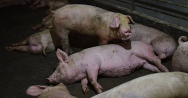 Pigs rest in a pen at a pig farm in Yiyang county, in China's central Henan province, Aug. 10, 2018. (AFP Photo)