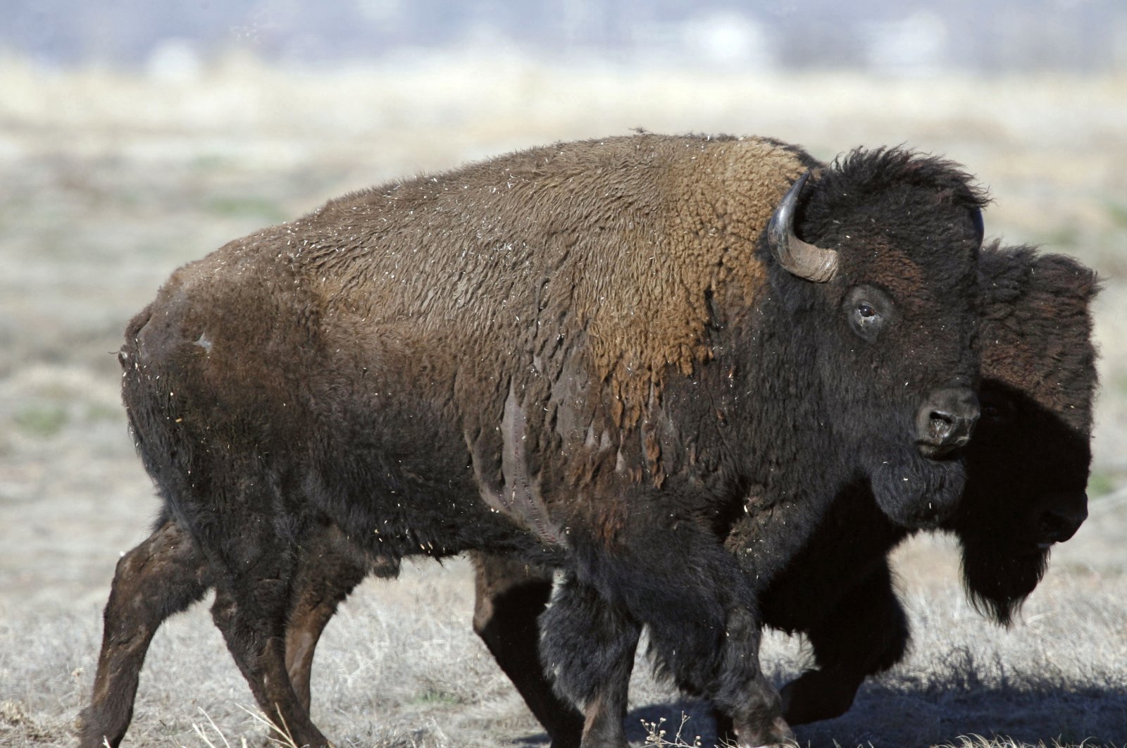 A pair of American bison head to their new home on the Rocky Mountain Arsenal National Wildlife Refuge in the northeast Denver suburb of Commerce City, Colorado, U.S., March 17, 2007. (AP Photo)