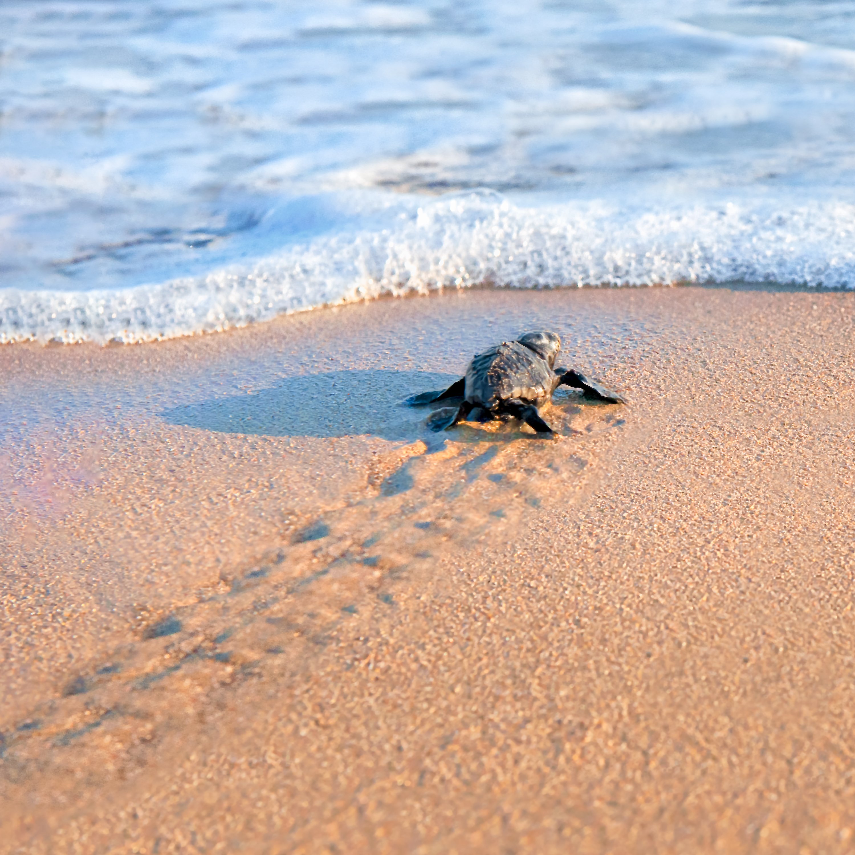A newborn sea turtle is seen walking out to the sea. (iStock Photo)