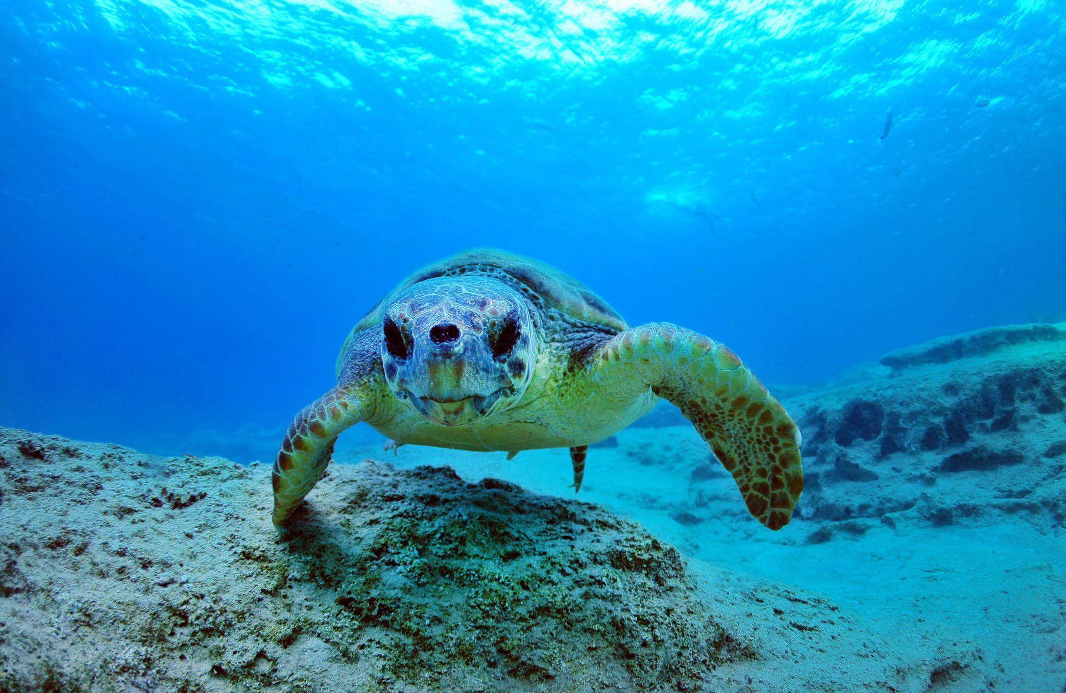 Caretta carettas are the largest of all hard-shelled turtles. (iStock Photo)