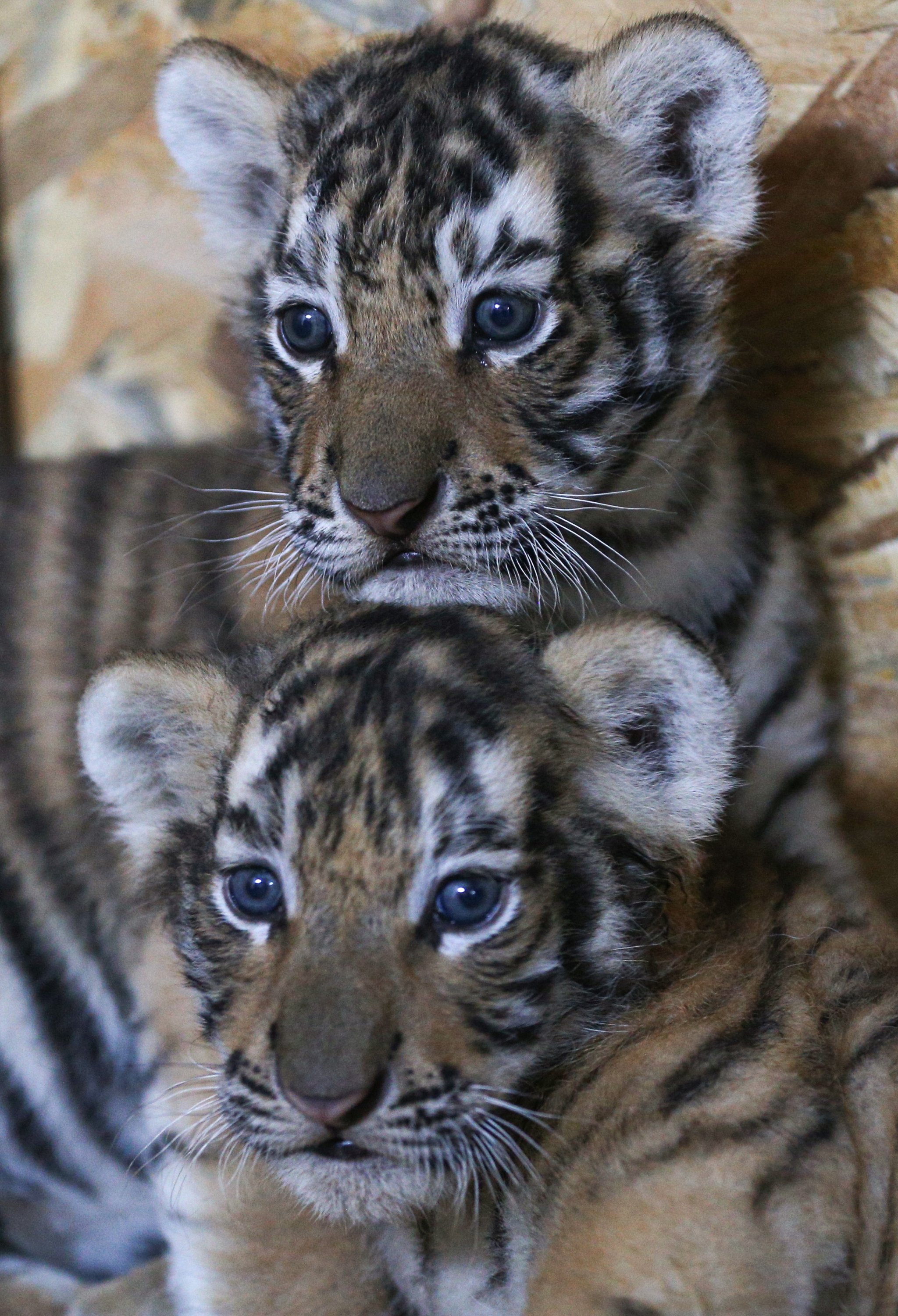 Istanbul s AslanPark Welcomes Bengal Tiger Cubs Daily Sabah