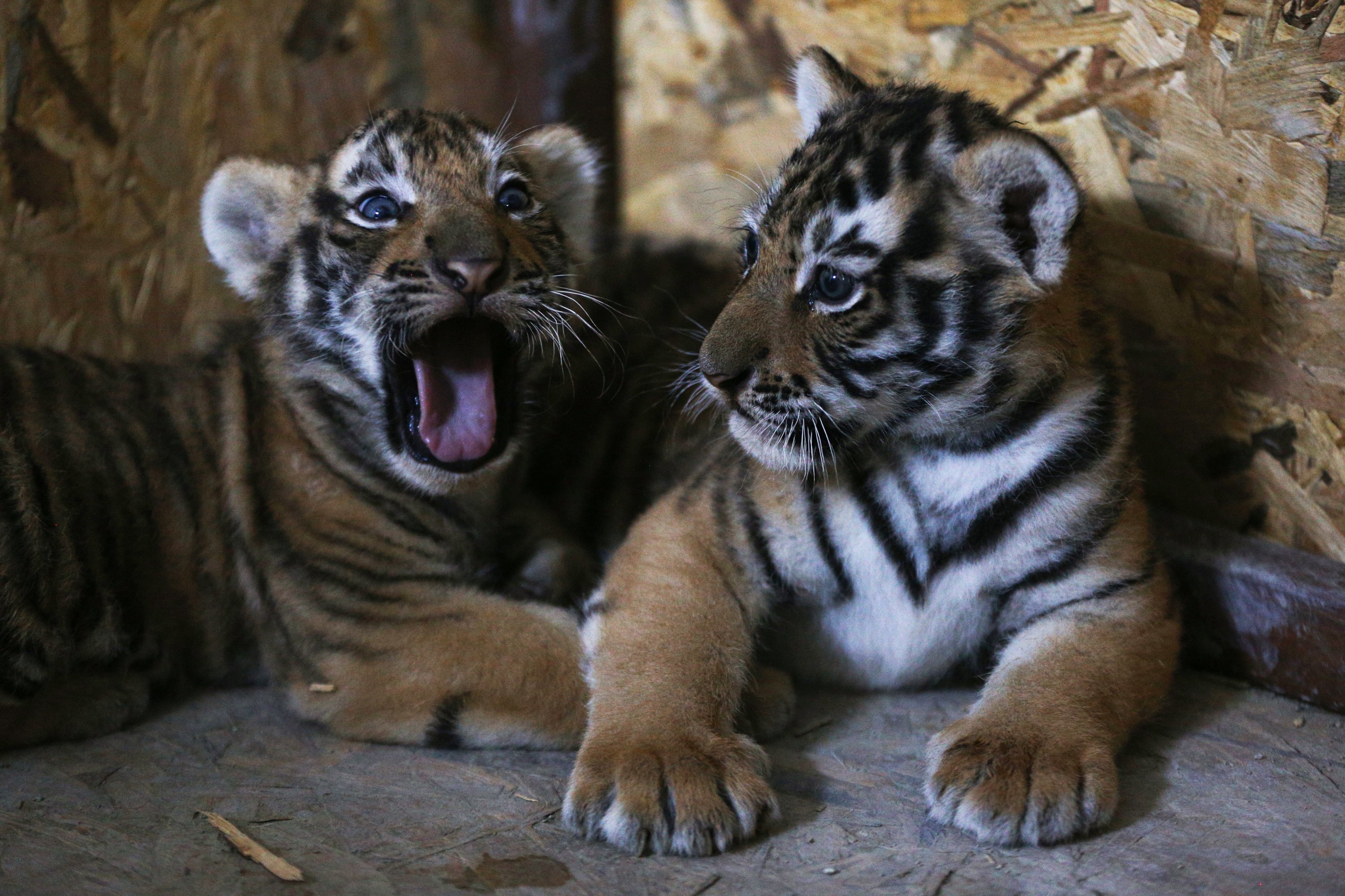 Of Tiger Cubs Images