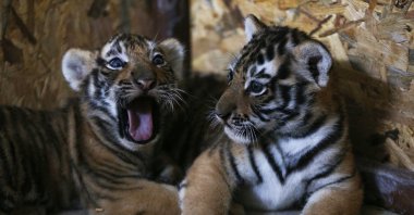 Two Bengal tiger cubs, just a few months old, are seen at AslanPark at Viaport Marina in Tuzla, Istanbul, Turkey, July 2, 2020. (AA Photo)