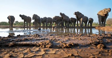 An undated photo shows a herd of elephants in Botswana. (File Photo)