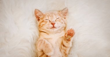 To get a good night's beauty sleep, make sure your sleeping area has the optimal conditions. (iStock Photo)