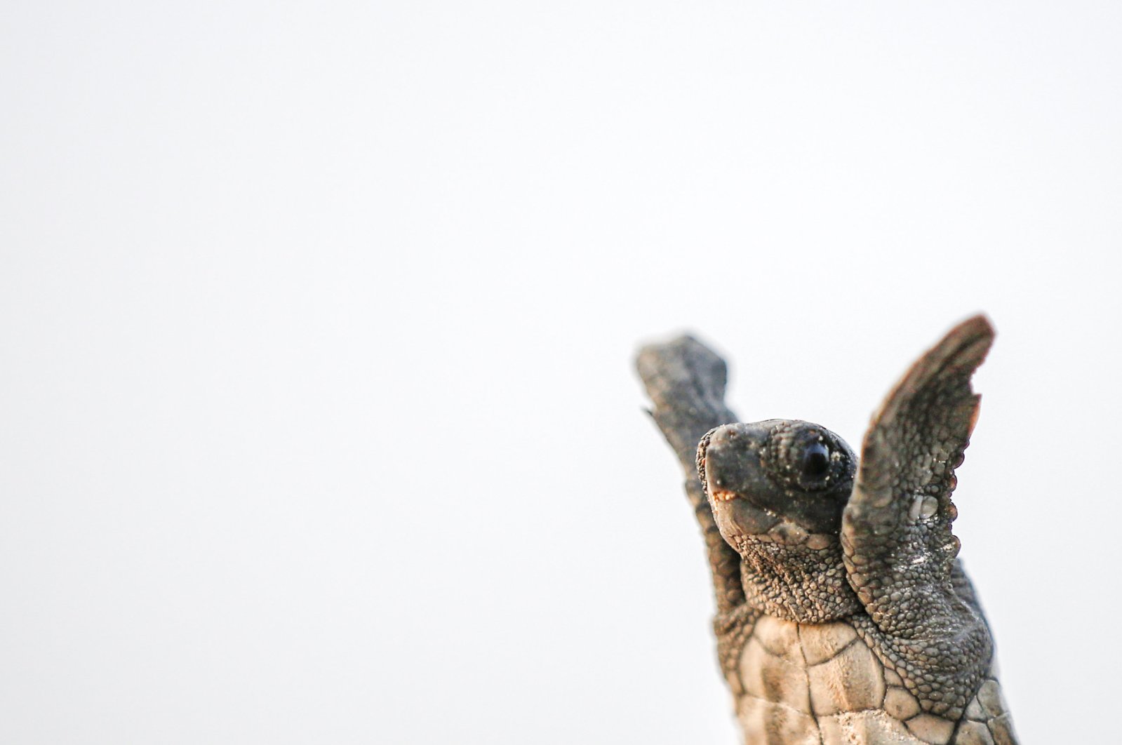 Caretta carettas are the most common turtle species found in the Mediterranean. (iStock Photo)