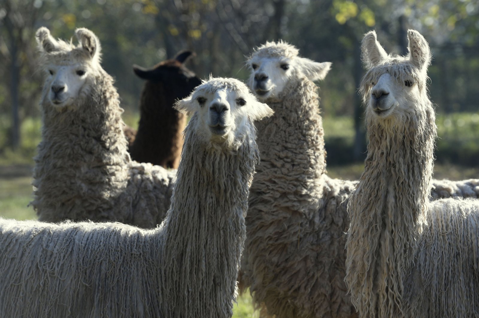 A photo of llamas immunized with the SARS-CoV-2 protein at the experimental field of the National Agricultural Technology Institute (INTA) in Hurlingham, Buenos Aires, Argentina, June 2, 2020. (AFP Photo)