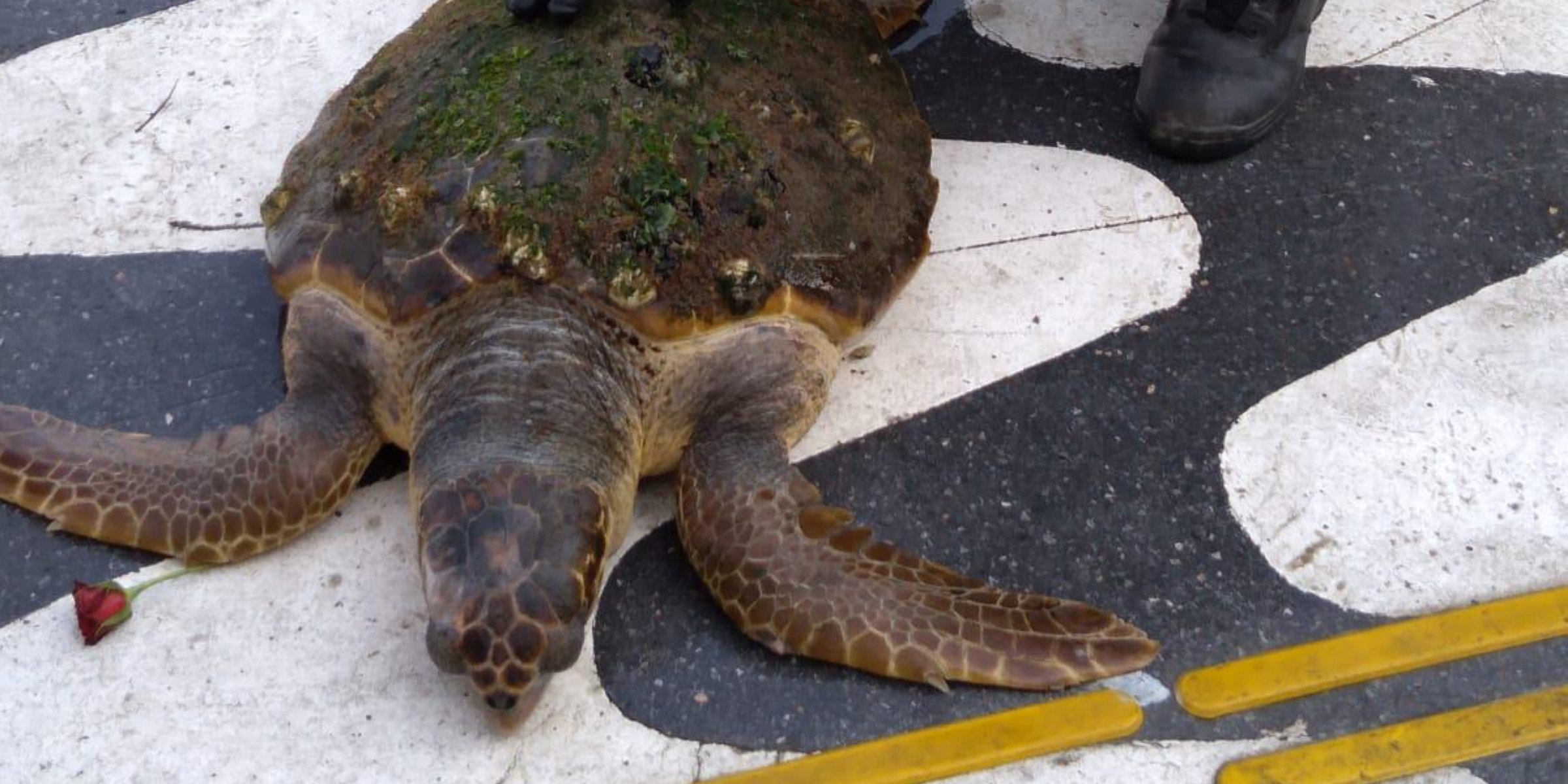 Off-course loggerhead sea turtle rescued from Gulf of Izmir | Daily Sabah