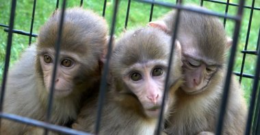 Siblings embrace the monkey with Down syndrome, in Gaziantep, Turkey, July 5, 2020. (İHA Photo) 