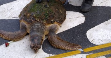 A loggerhead sea turtle is seen after being rescued from the Gulf of Izmir, western Turkey, July 5, 2020. (AA Photo)