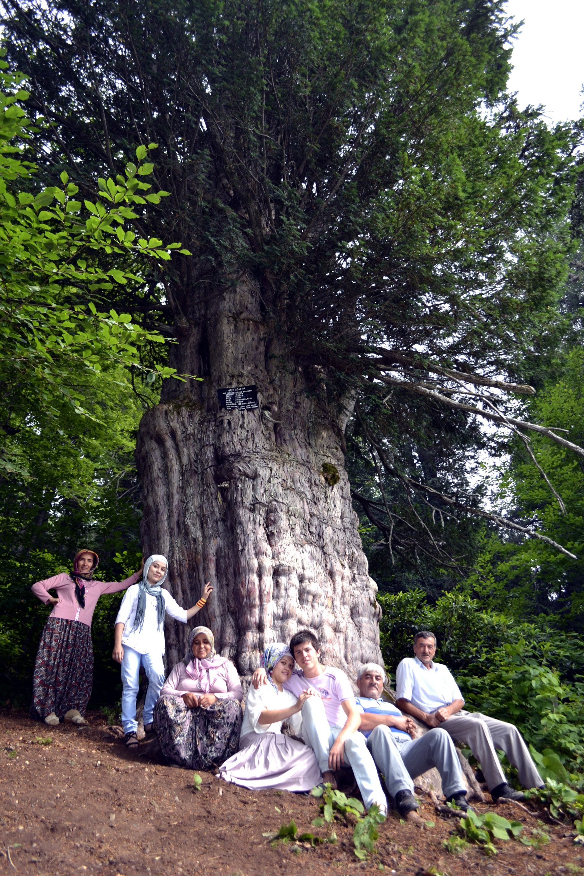 This old yew tree in Zonguldak is the oldest in both Turkey and Europe. (AA Photo)