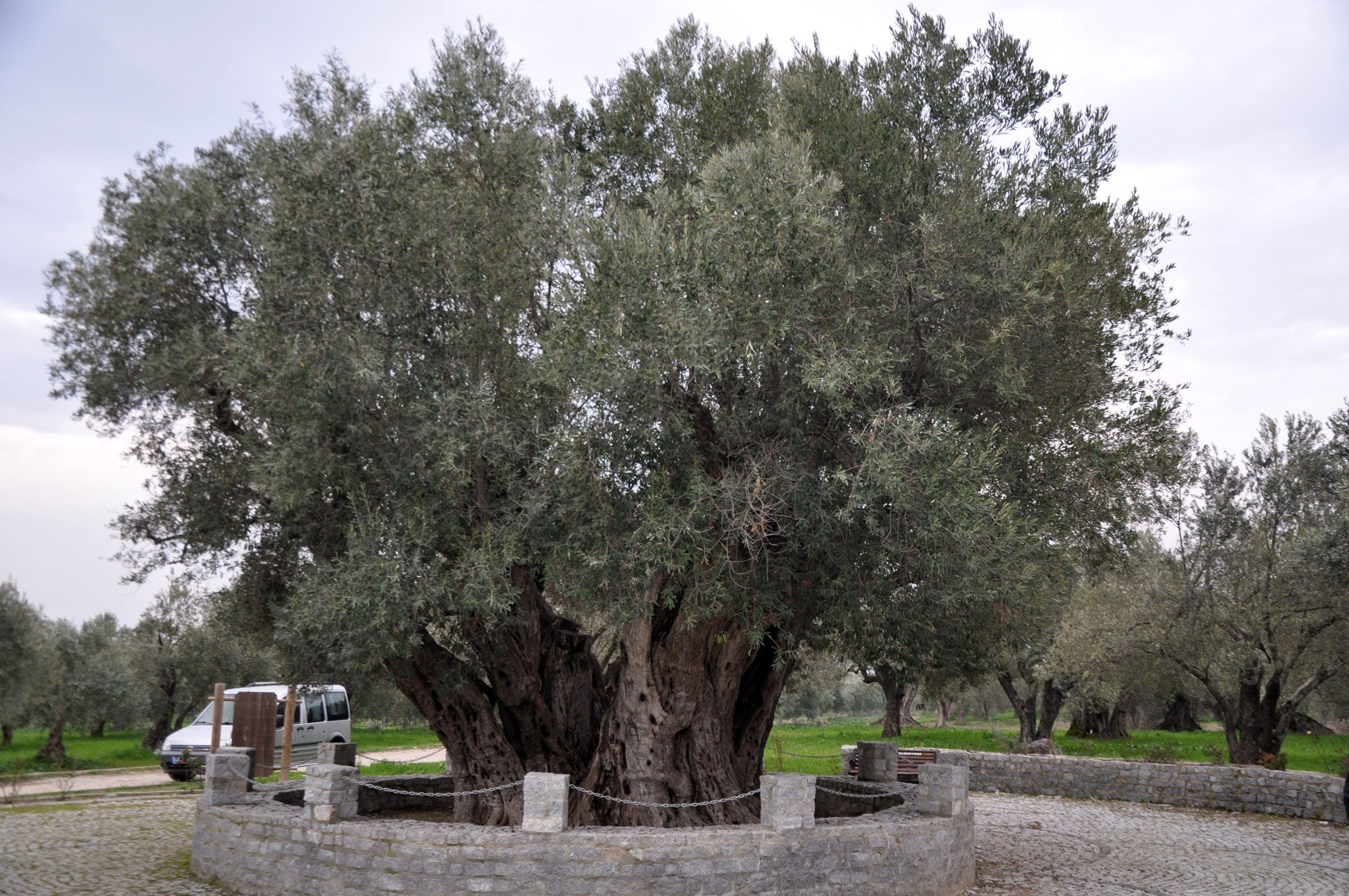 A 2,020-year-old olive tree in Manisa is thought to be the world's third oldest tree. (IHA Photo)