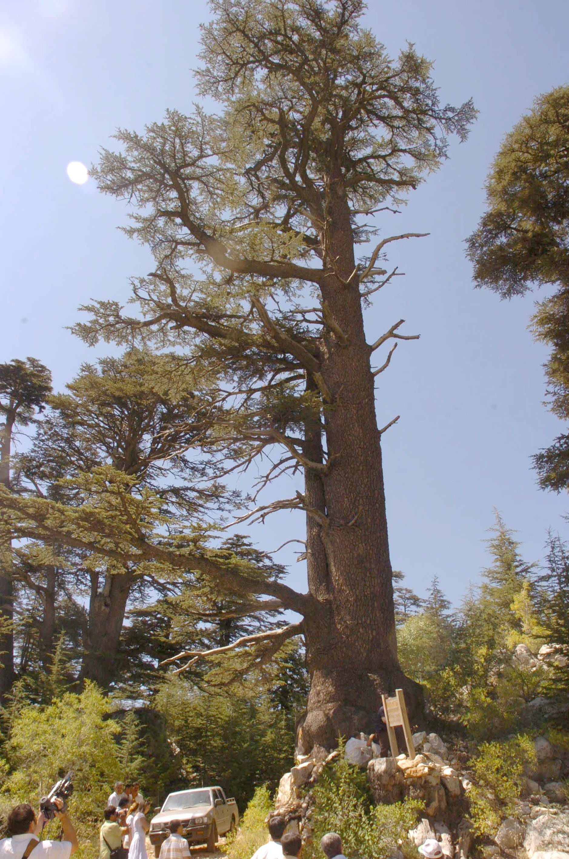 Koca Katran is a 2,025-year-old cedar tree in Elmalı, Antalya. (AA Photo)