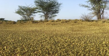 Locusts swarm on the ground south of Lodwar town in Turkana county, Kenya, June 23, 2020. (AP Photo)
