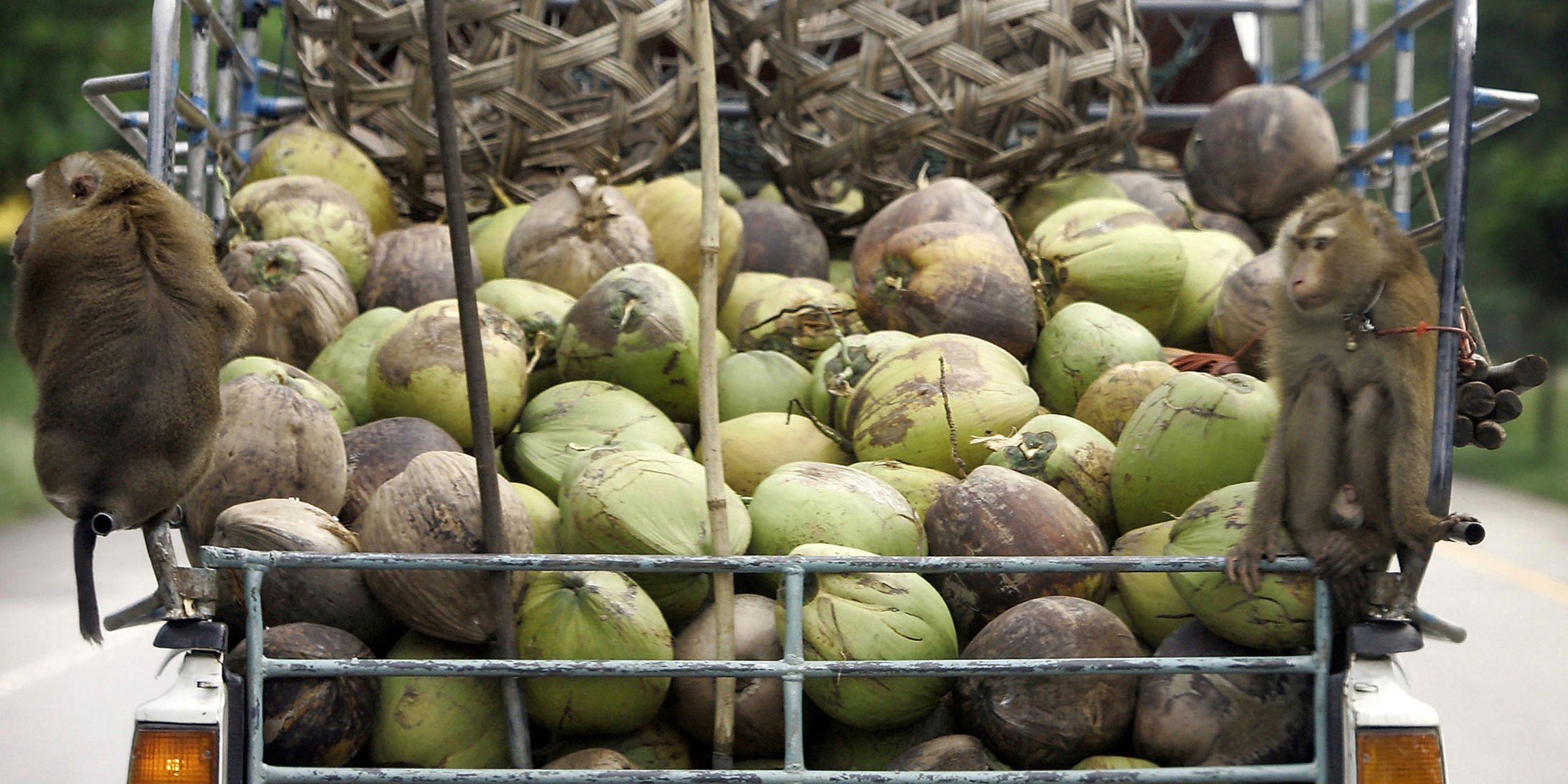 Thailand Denies Industrial Use Of Monkeys To Harvest Coconuts Daily Sabah