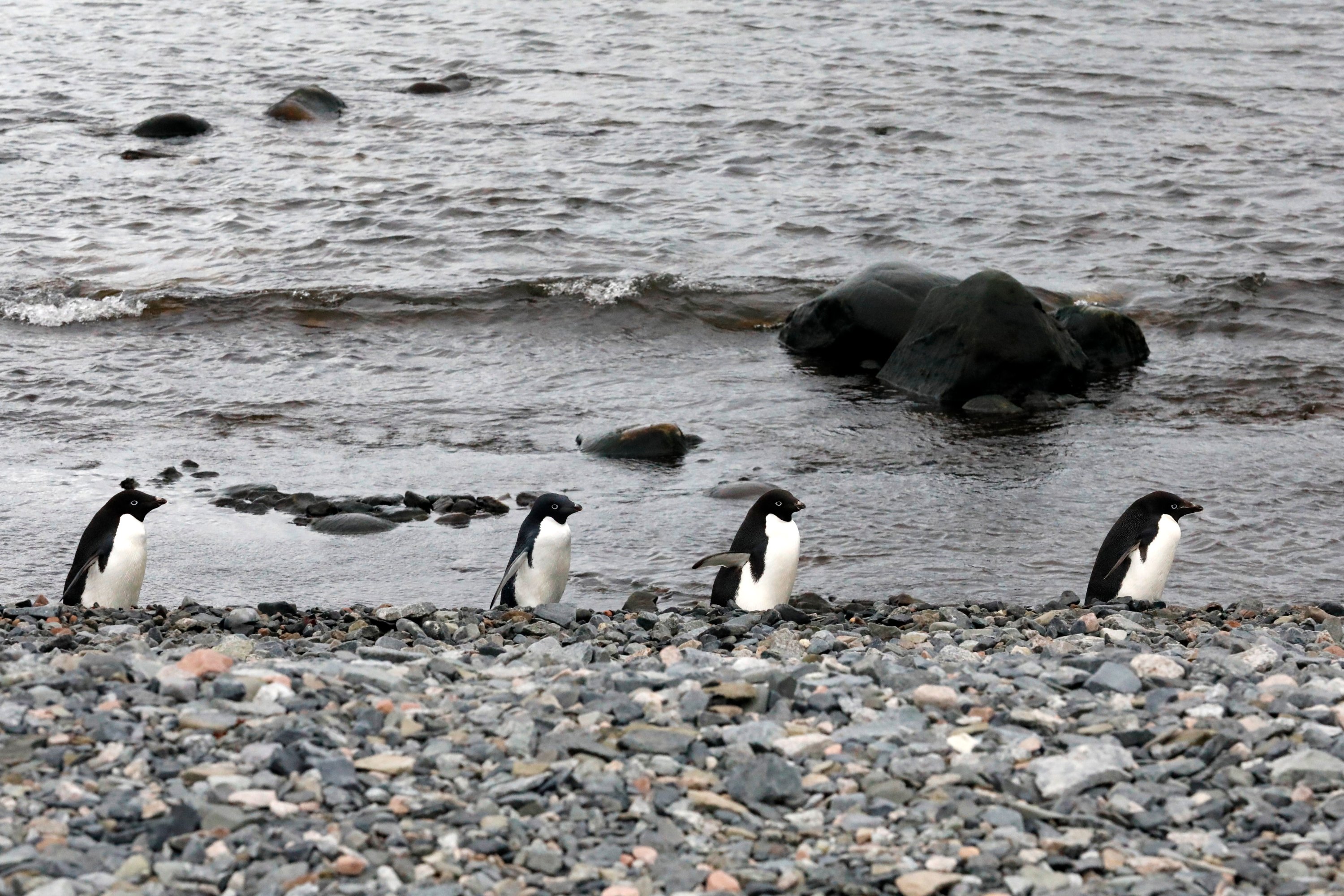 The team encountered many colonies of penguins throughout their trip. (Photo by Hayrettin Bektaş)