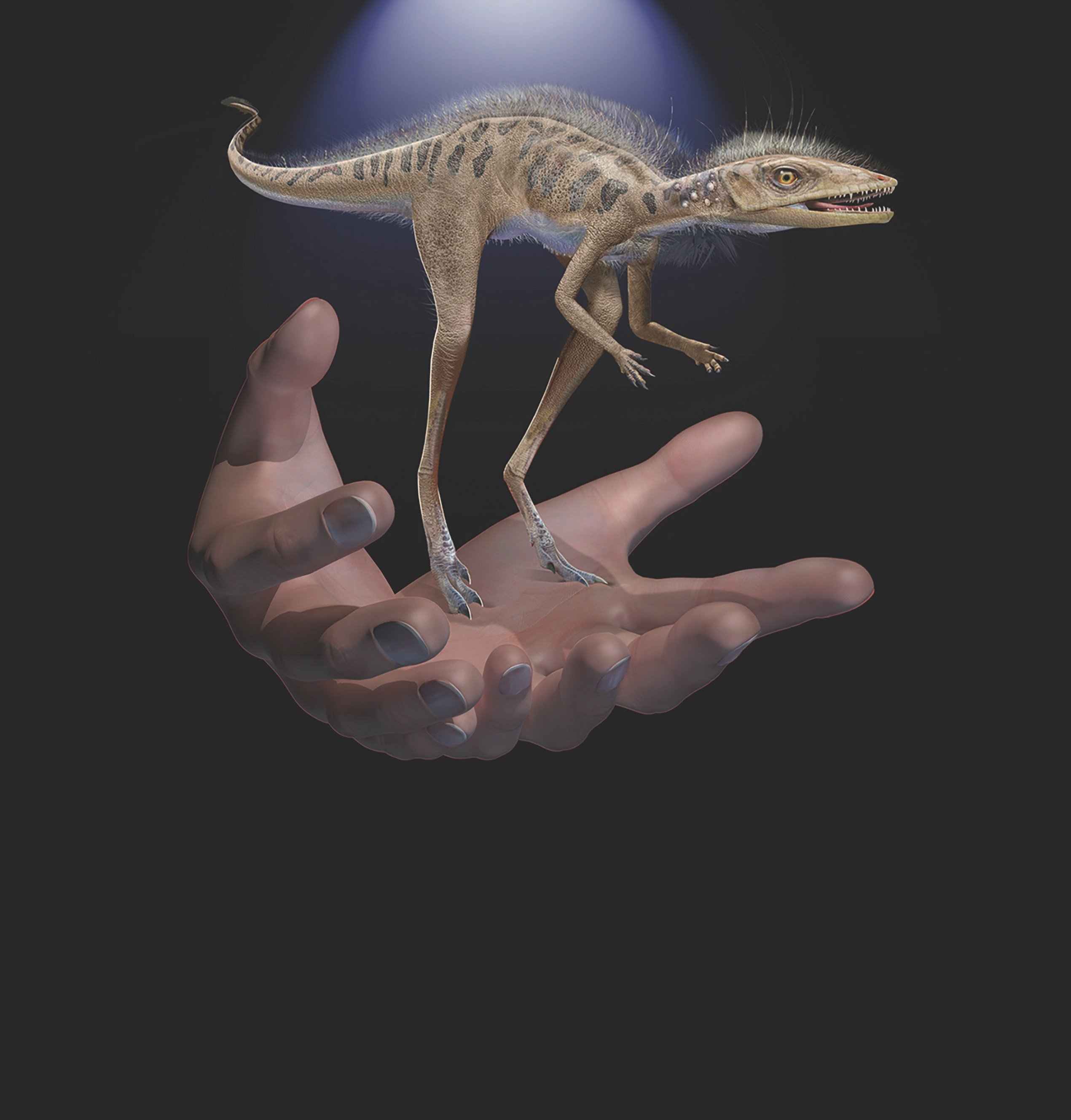 A Kongonaphon kely is shown to scale with human hands in an undated illustration provided on July 6, 2020. (Frank Ippolito/American Museum of Natural History/Handout via REUTERS)