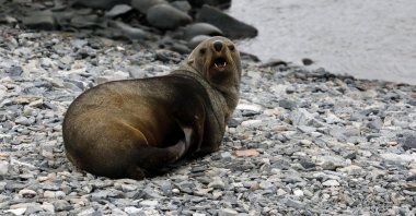 Two seals greeted the team at Horseshoe Island. (Photo by Hayrettin Bektaş)