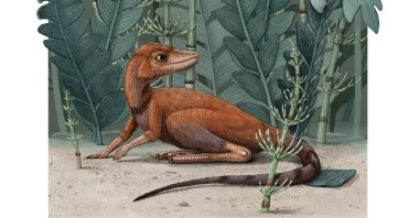 Kongonaphon kely, a tiny reptile believed to be an ancestor of dinosaurs and pterosaurs, is seen in its natural environment in the Triassic Period in an undated illustration provided on July 6, 2020. (Alex Boersma/Handout via REUTERS)