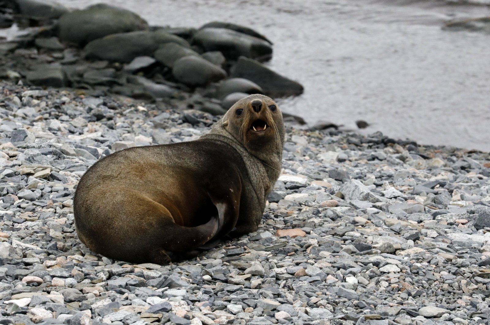 Two seals greeted the team at Horseshoe Island. (Photo by Hayrettin Bektaş)