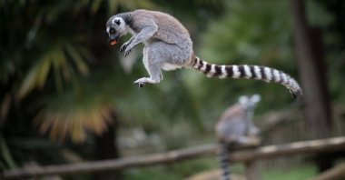 In this file photograph taken on May 6, 2020, a lemur jumps with a piece of carrot in his mouth at the zoological park "Planete Sauvage" at Saint-Pere-en-Retz, on the outskirts of Nantes. (AFP Photo)