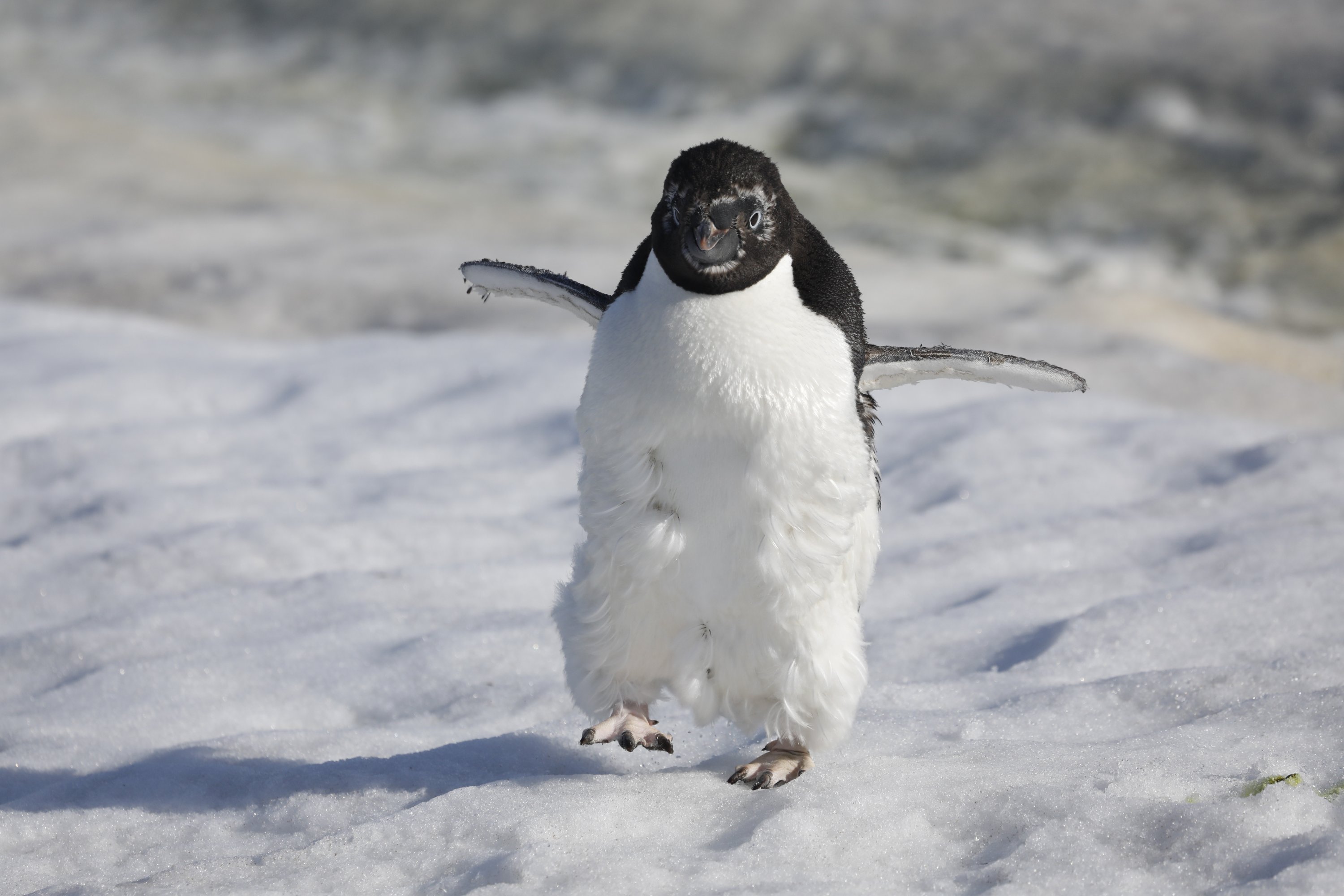 Penguins will do everything they can – waddle, hop or slide – to get their food. (Photo by Hayrettin Bektaş)