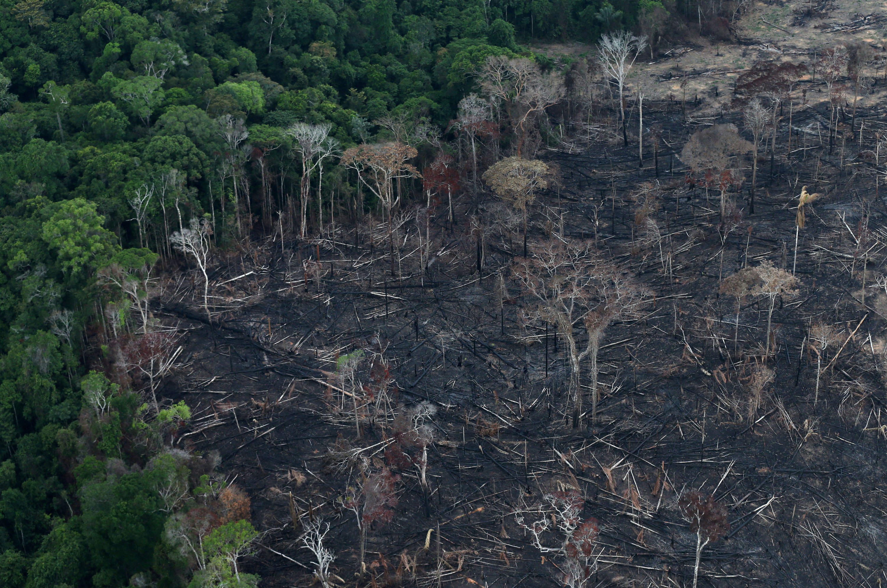 Deforestation Before And After Amazon Rainforest