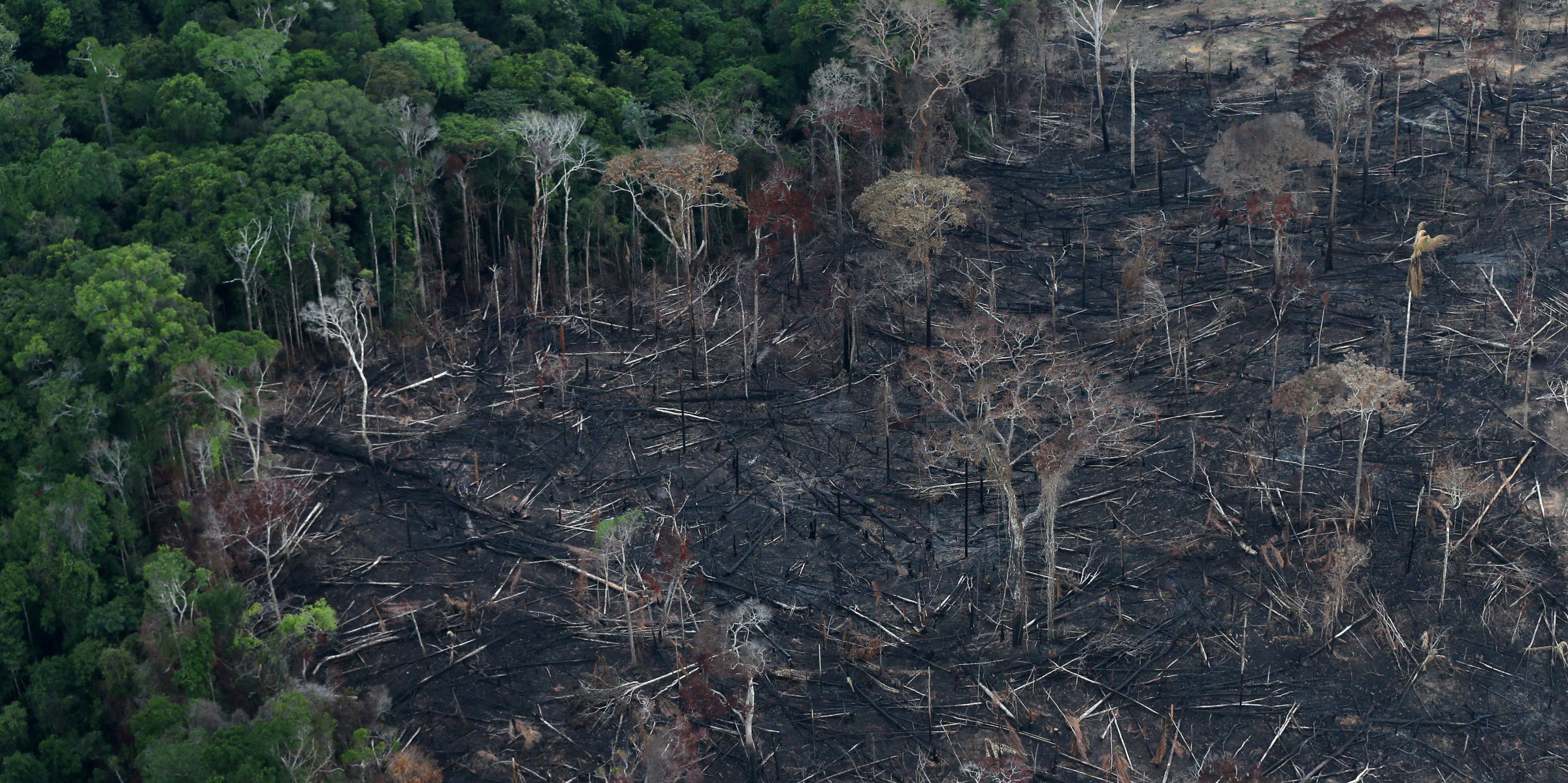 deforestation in the amazon rainforest case study