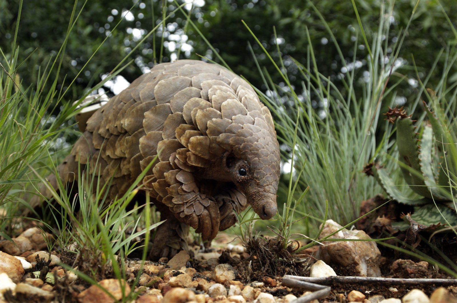 In this Feb. 15, 2019 file photo, a pangolin looks for food on private property in Johannesburg, South Africa. (AP Photo)