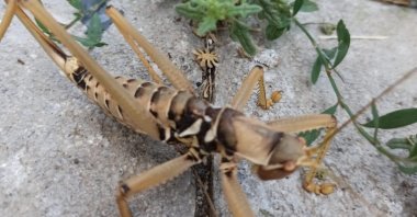 The frightening size of the saga ephippigera shocked social media users across Turkey after the discovery of the rare cricket in Tunceli, July 11, 2020 (DHA Photo)