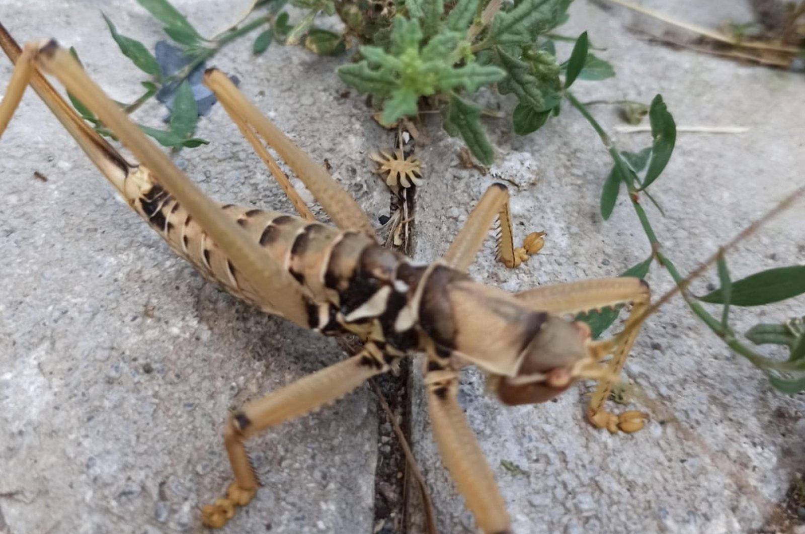 The frightening size of the saga ephippigera shocked social media users across Turkey after the discovery of the rare cricket in Tunceli, July 11, 2020 (DHA Photo)