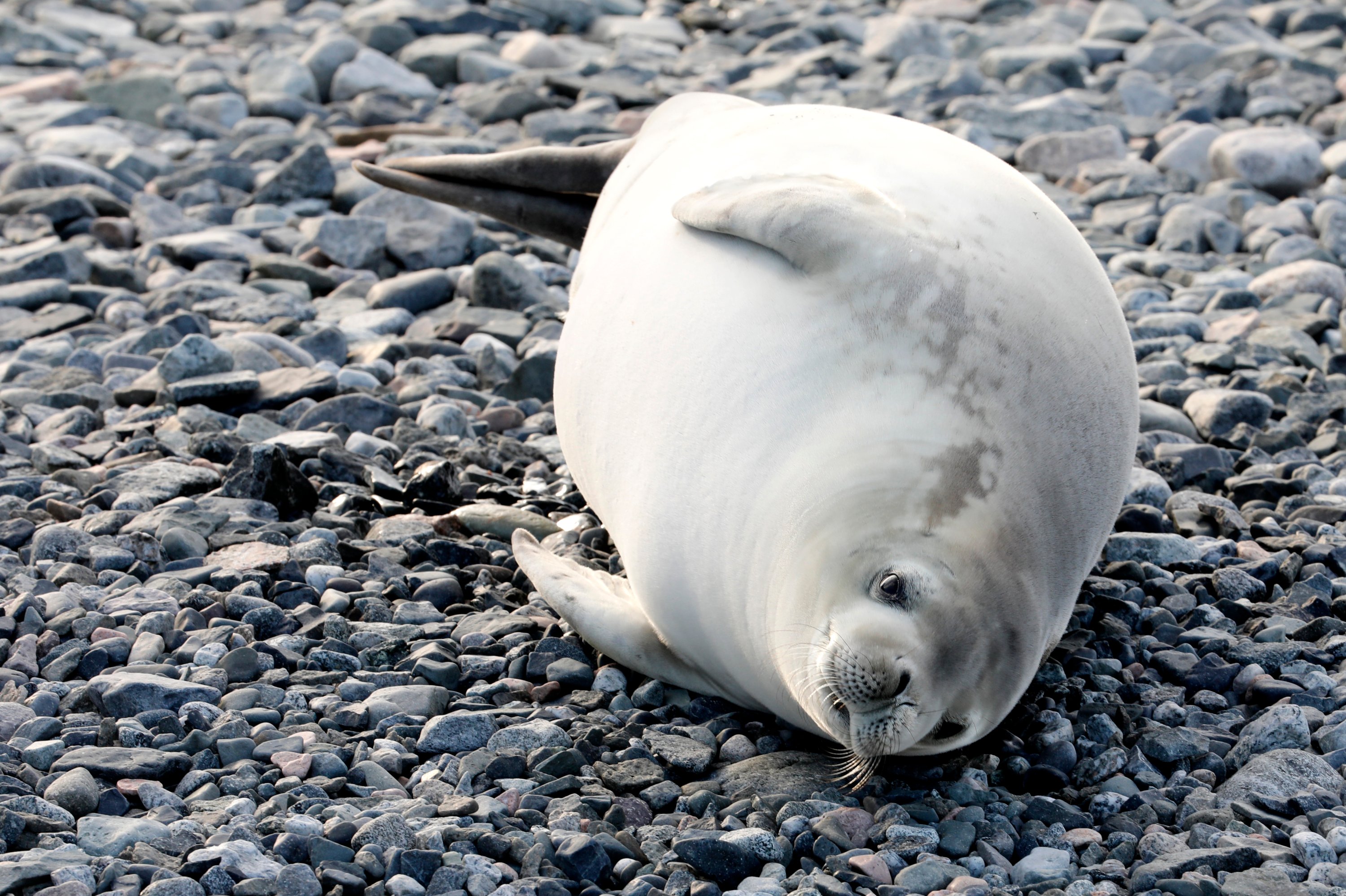 With a full belly, a seal rests on the shores of the pebble beach. (Photo by Hayrettin Bektaş)