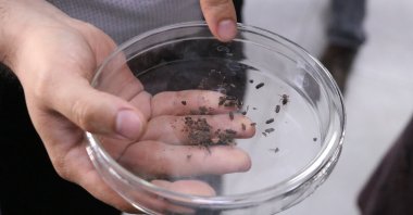 Thanasimus formicarius beetles are seen in a petri dish at the Identification and Diagnosis Laboratory for Combating Forest Pests in Gökçebey, Zonguldak, Turkey, July 8, 2020. (AA Photo)