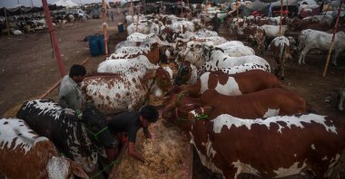 A trader feeds cows at a cattle market set up for the upcoming Muslim Eid al-Adha festival or the Festival of Sacrifice in Karachi, July 10, 2020. (AFP Photo)