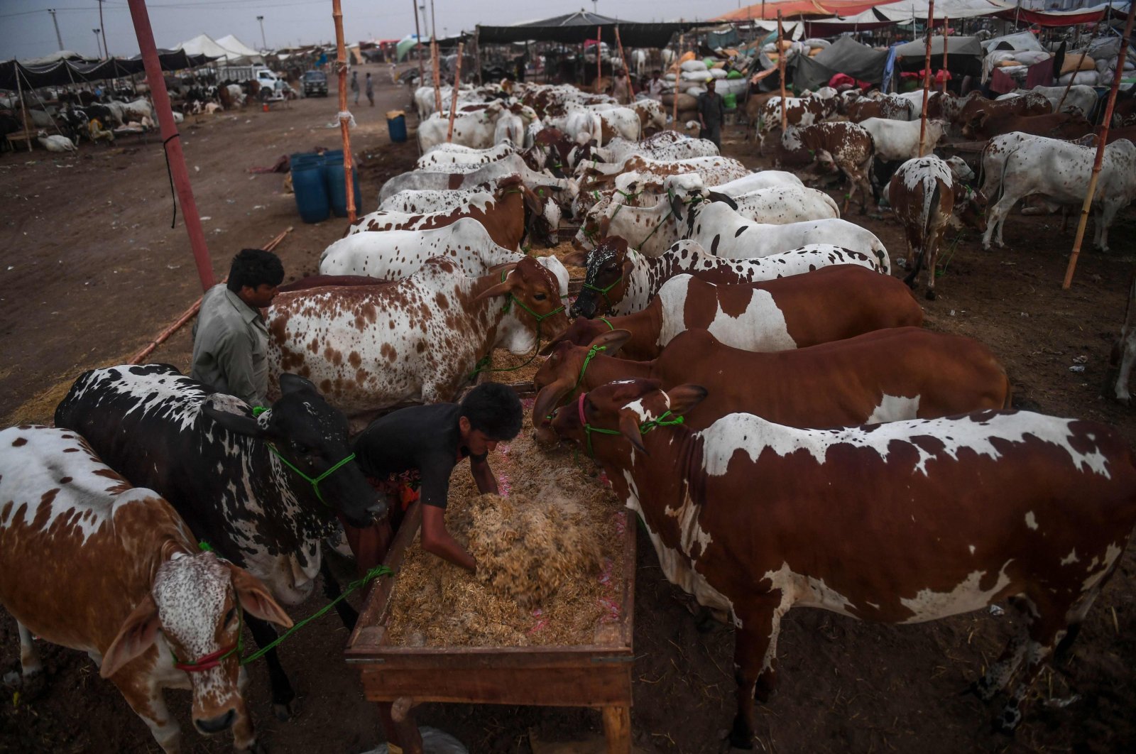 A trader feeds cows at a cattle market set up for the upcoming Muslim Eid al-Adha festival or the Festival of Sacrifice in Karachi, July 10, 2020. (AFP Photo)