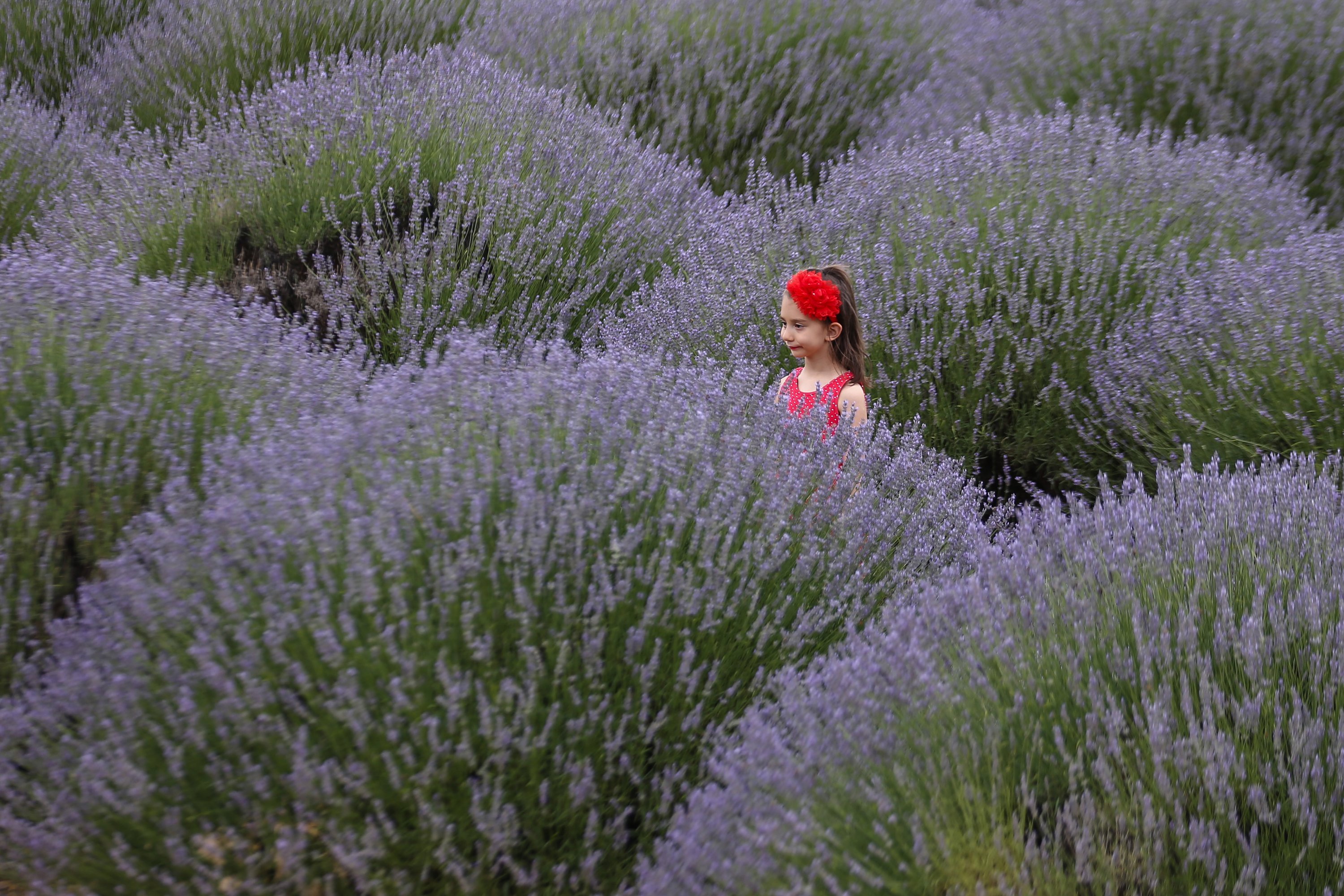 The best-known village for lavender production in Turkey is Isparta