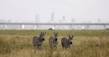 A view of zebras grazing with a bridge of the Standard Gauge Railway (SGR) line in the background, inside the Nairobi National Park in Nairobi, Kenya, June 26, 2020. (Reuters Photo)
