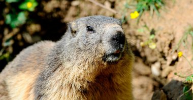 This file photo taken at the Animal Park of Sainte-Croix in Rhodes in eastern France on May 25, 2016, shows a marmot, an animal Russian authorities have warned against hunting due to the risk of contracting the bubonic plague. (AFP Photo)